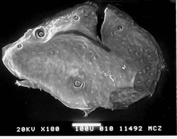 Media type: image; Herpetology R-112088